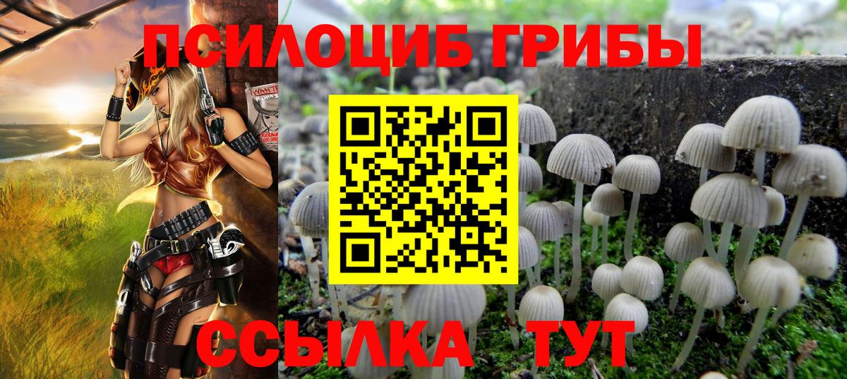 Псилоцибиновые грибы Psilocybe Гай